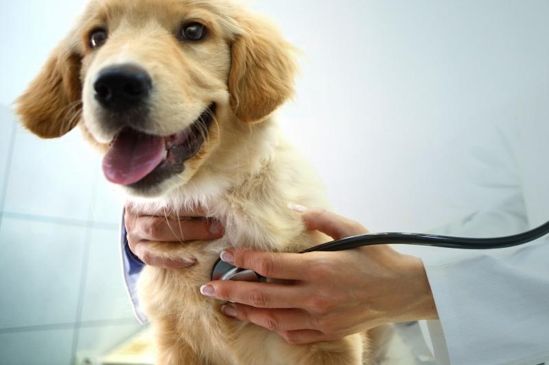 Video-10 Things That Make Fear Free Veterinary Visits Different