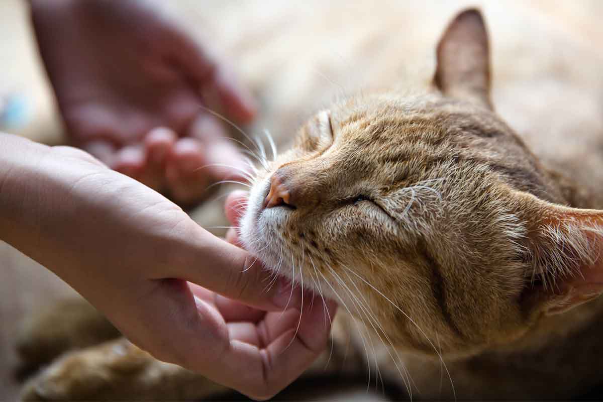 Preparing Your Pet For A Vaccine Appointment