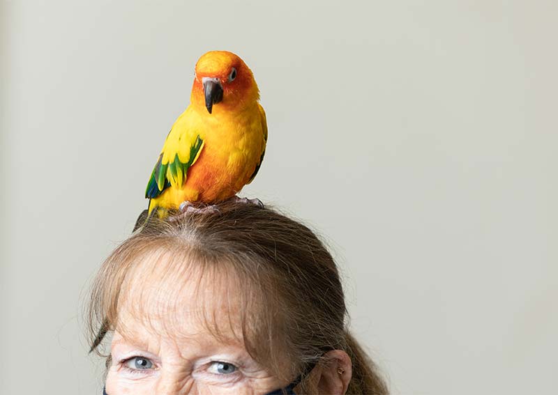 Bird Veterinary Care, Littleton MA