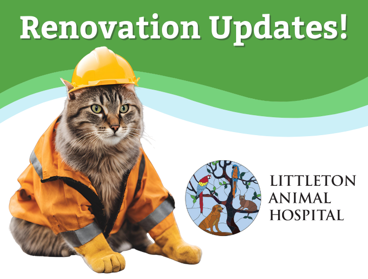 Renovation Updates!